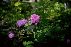 长安公园拍牡丹