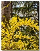 幸运之花—-连翘