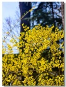 幸运之花—-连翘