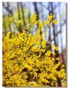 幸运之花—-连翘