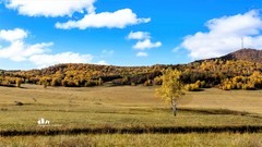 金秋乌兰布统——杨树背（13）