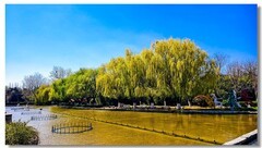 杨柳依依（一）