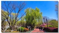 杨柳依依（一）