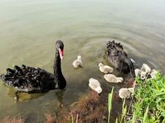 黑天鹅育雏（1）