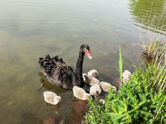 黑天鹅育雏（1）