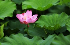 荷花 (10)