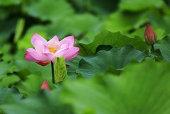 荷花 (10)