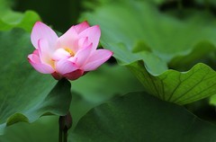 荷花 (10)