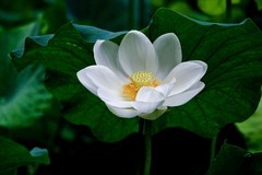 夏日荷香——清水出芙蓉●天然去雕饰