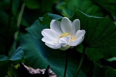 夏日荷香——清水出芙蓉●天然去雕饰