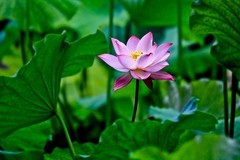 夏日荷香——清水出芙蓉●天然去雕饰