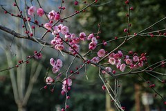 #EOS M6ů# +Ʒ÷