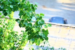 全手动美能达黑金vs潘太康50 1.8 ， 百丽135 2.8