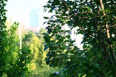 全手动美能达黑金vs潘太康50 1.8 ， 百丽135 2.8