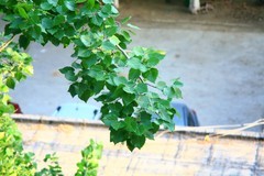 全手动美能达黑金vs潘太康50 1.8 ， 百丽135 2.8