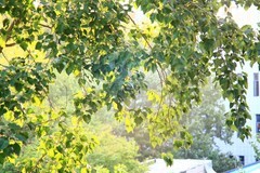 全手动美能达黑金vs潘太康50 1.8 ， 百丽135 2.8