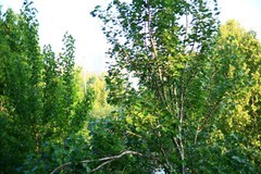 全手动美能达黑金vs潘太康50 1.8 ， 百丽135 2.8