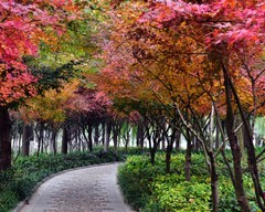 初冬时节，北国的植被已经枯萎，长江流域觉是霜叶红于二月花。火红的枫叶、金黄的银杏
