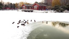 2019年雪后大观园