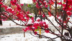 2019年雪后大观园