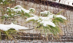 2019年雪后大观园