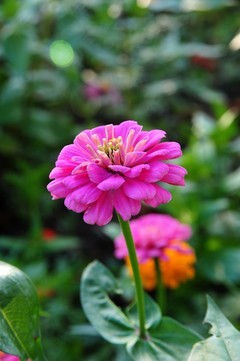 尼康d700+28-105胶片机年代的d头微距拍摄波斯菊