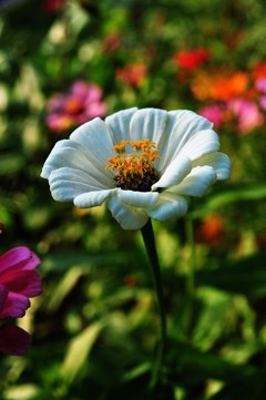 尼康d700+28-105胶片机年代的d头微距拍摄波斯菊