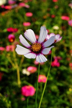 尼康d700+28-105胶片机年代的d头微距拍摄波斯菊