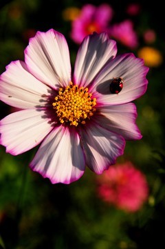 尼康d700+28-105胶片机年代的d头微距拍摄波斯菊