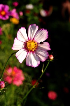 尼康d700+28-105胶片机年代的d头微距拍摄波斯菊