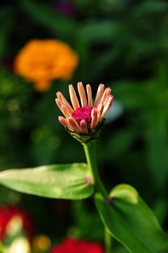 尼康d700+28-105胶片机年代的d头微距拍摄波斯菊