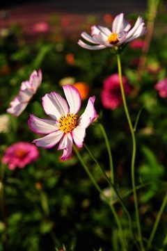 尼康d700+28-105胶片机年代的d头微距拍摄波斯菊