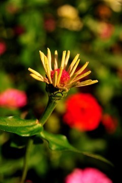 尼康d700+28-105胶片机年代的d头微距拍摄波斯菊