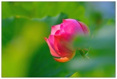 适马150-600S公园乱拍