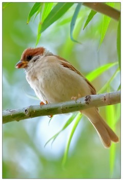 适马150-600S公园乱拍