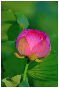 适马150-600S公园乱拍