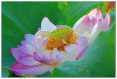 适马150-600S公园乱拍