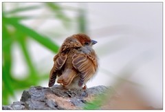 适马150-600S公园乱拍