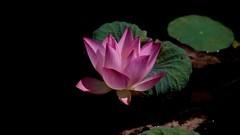 1DX好用，出片率高，基本没废片