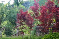 好久没有发帖了，几天没事，公园随拍