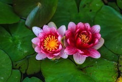 好久没有发帖了，几天没事，公园随拍