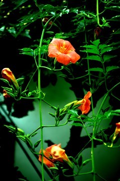 苏州网师园  金鸡湖