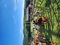 限定！羊驼漫步天然氧吧，收藏松林光影