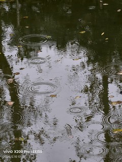初试vivo X200 Pro于校园雨中荷塘