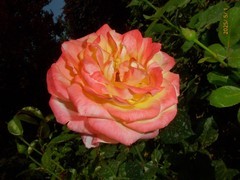 月季花2
