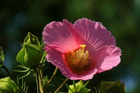 --------秋芙蓉(二)-------- --------秋芙蓉(二)--------