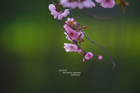 ------ 春 暖 花 开 ------ ------ 春 暖 花 开 ------