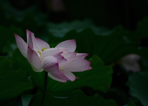  Lotus after rain