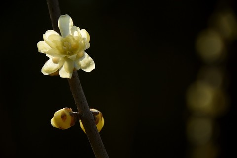 百般红紫斗芳菲——春花(18) 百般红紫斗芳菲——春花(18)