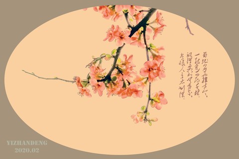 2020-2海棠花开迎新春 2020-2海棠花开迎新春